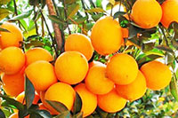 脐橙是什么水果