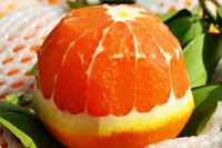 红心脐橙的营养价值