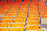 江西赣州：175万亩赣南脐橙开始采收